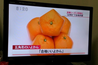 Illustration for article titled Forget Square Watermelons, Japan Now Has Pentagon-Shaped Oranges